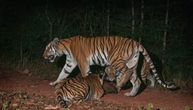 Indichina Tiger Cardamom